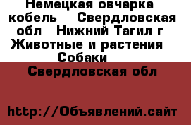 Немецкая овчарка (кобель) - Свердловская обл., Нижний Тагил г. Животные и растения » Собаки   . Свердловская обл.